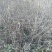 映山红，产地发货，质量保证，欢迎进店联系