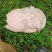 六年老甲鱼吃鱼虾生长周期缓慢肉质好营养高