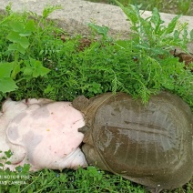 六年老甲鱼吃鱼虾生长周期缓慢肉质好营养高