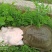 六年老甲鱼吃鱼虾生长周期缓慢肉质好营养高