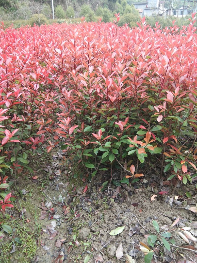 3O一50公分红叶石楠苗石楠小苗火焰红罗宾包邮，基地直销