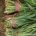 山东德州红根头刀韭菜质量保证适合超市市场