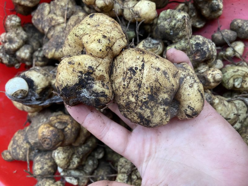 广西野生黄精甜黄精虎头黄精大量批发纯野生资源