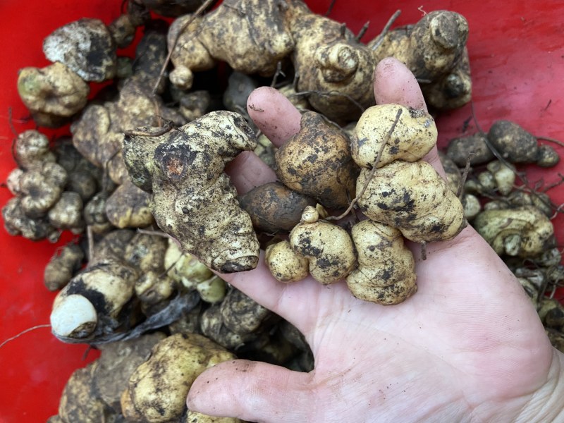 广西野生黄精甜黄精虎头黄精大量批发纯野生资源