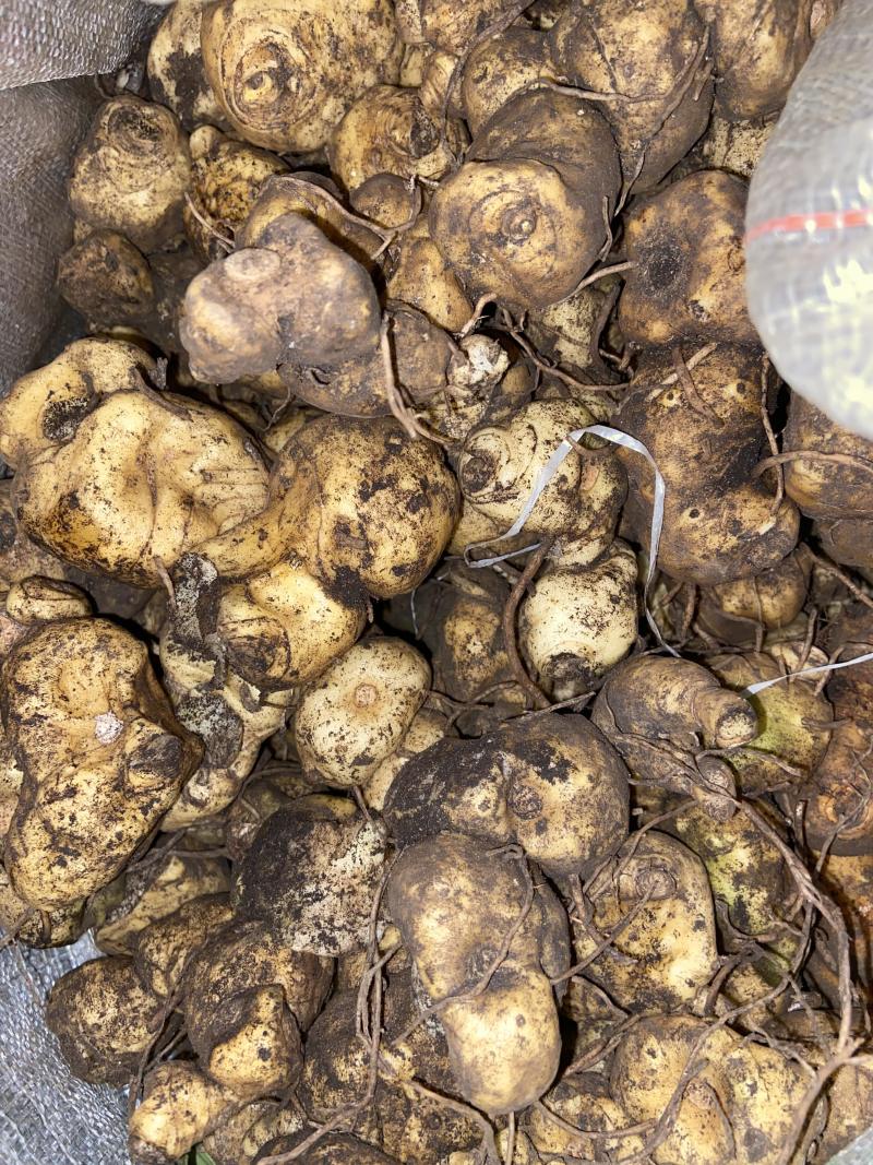 广西野生黄精甜黄精虎头黄精大量批发纯野生资源