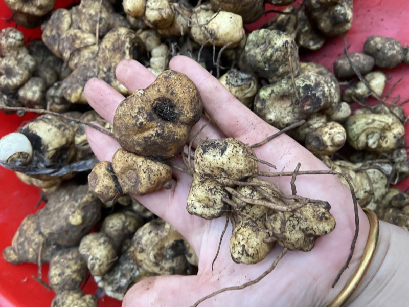 广西野生黄精甜黄精虎头黄精大量批发纯野生资源