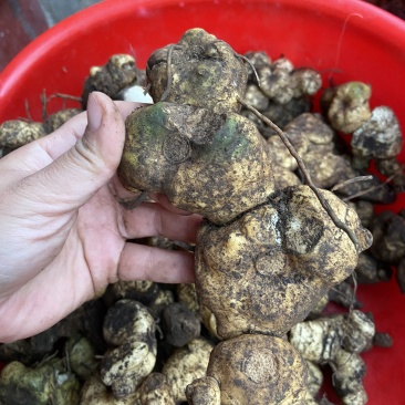 广西野生黄精甜黄精虎头黄精大量批发纯野生资源