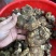 广西野生黄精甜黄精虎头黄精大量批发纯野生资源