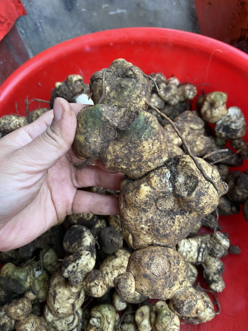 广西野生黄精甜黄精虎头黄精大量批发纯野生资源