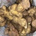 广西野生黄精甜黄精虎头黄精大量批发纯野生资源