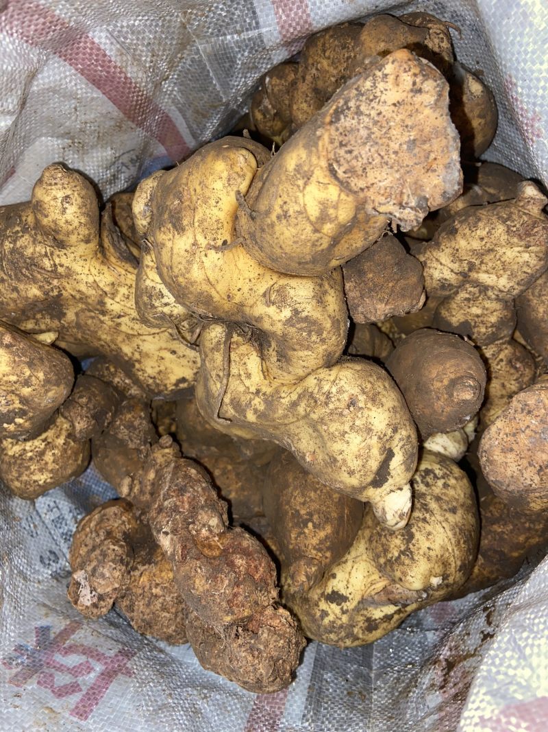 广西野生黄精甜黄精虎头黄精大量批发纯野生资源