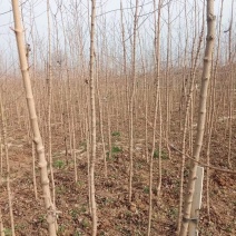 千亩五角枫基地，各种标准规格都有，量大从优