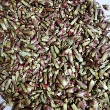 刺龙芽。刺龙包。乌龙头菜。