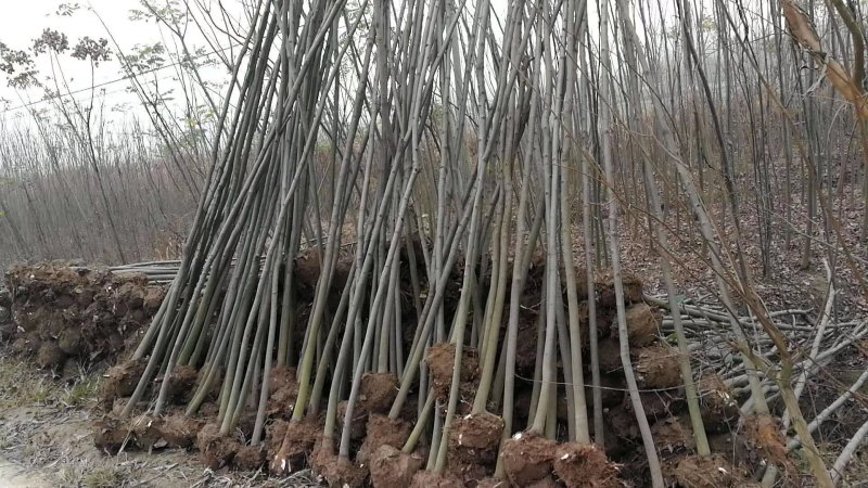 榉树苗