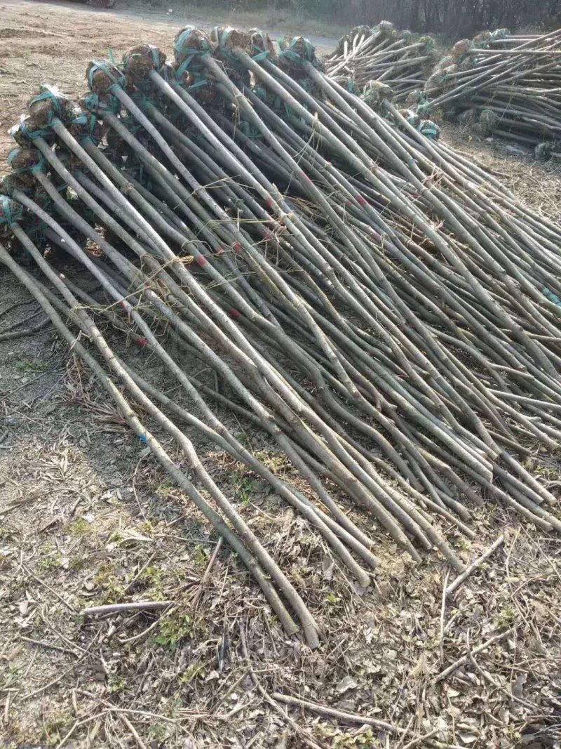 榉树苗