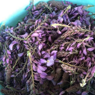 葛花