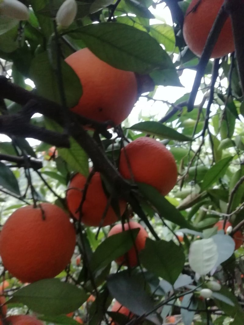 奉节脐橙