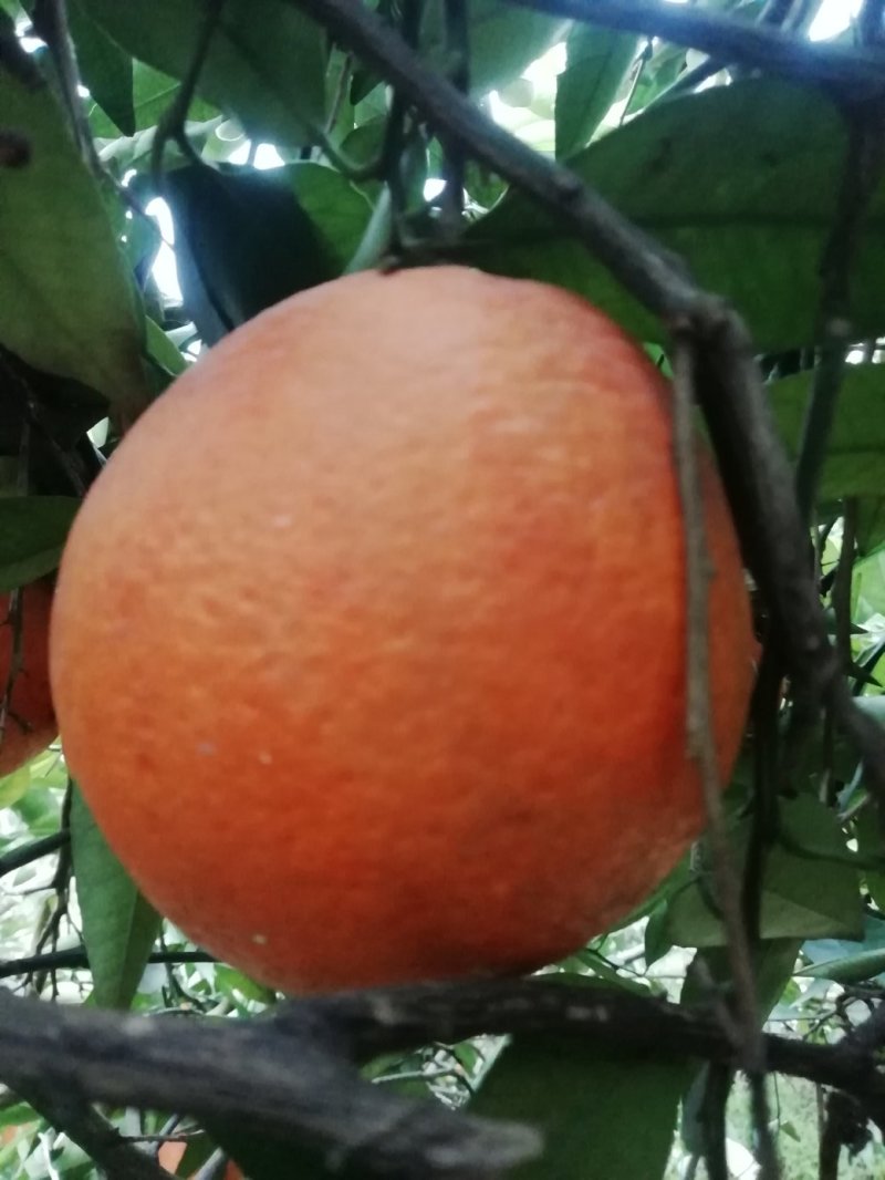 奉节脐橙