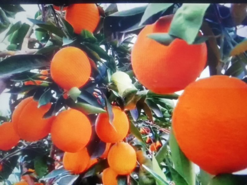 奉节脐橙