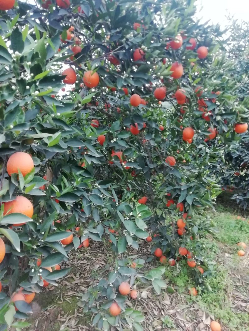 奉节脐橙