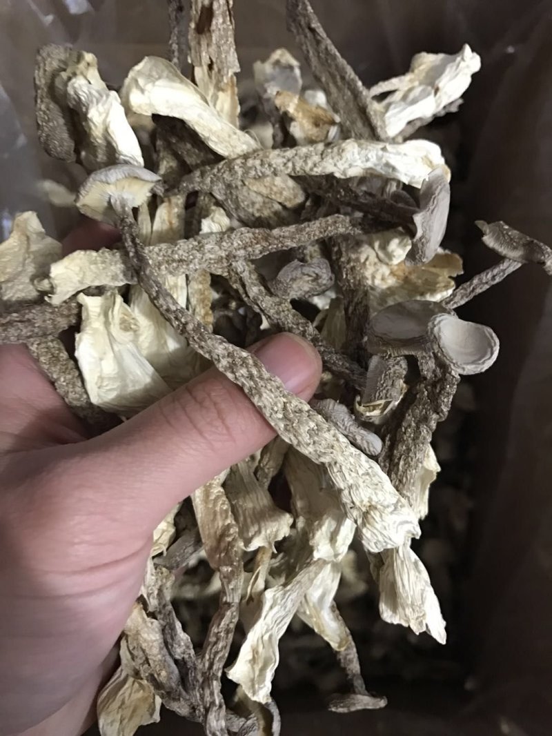 2021新品鹿茸菇精品切根剪脚特级干货一箱十斤批发