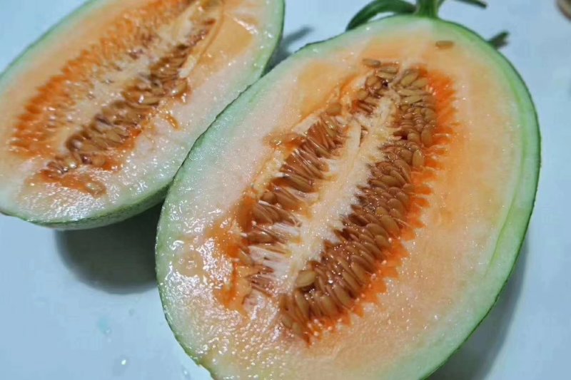 山东西州蜜瓜晓蜜25耀龙脆甜可口鲜甜汁多欢迎合作