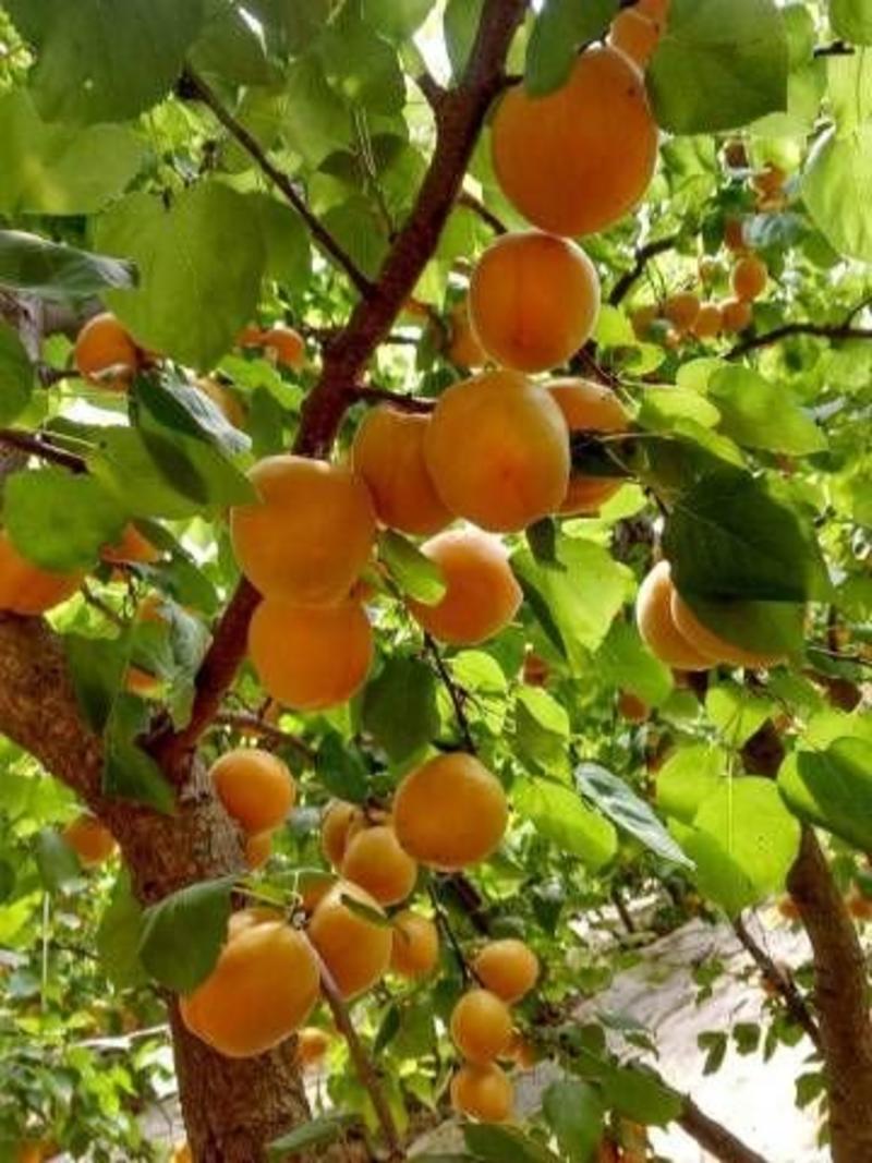 优质品种杏树苗凯特金太阳红杏等品种齐全量大优惠