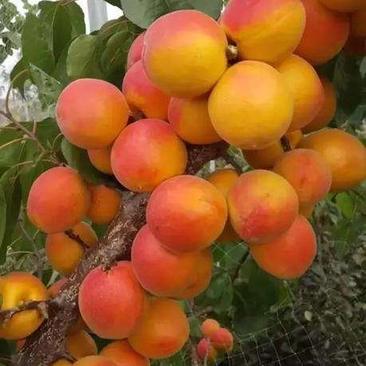 优质品种杏树苗凯特金太阳红杏等品种齐全量大优惠