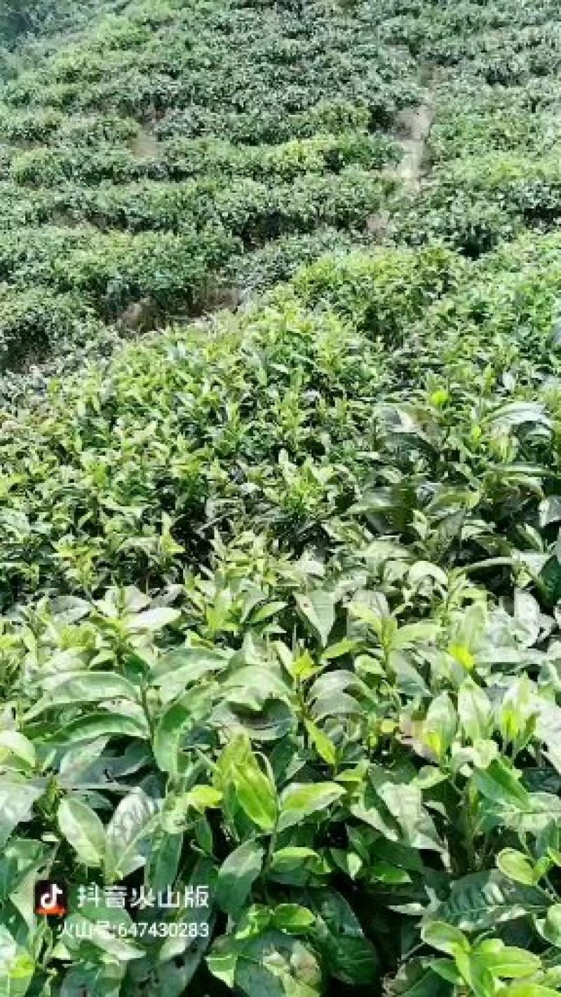 十万火急，因本人急需资金周转现处理一批今年春茶现有700