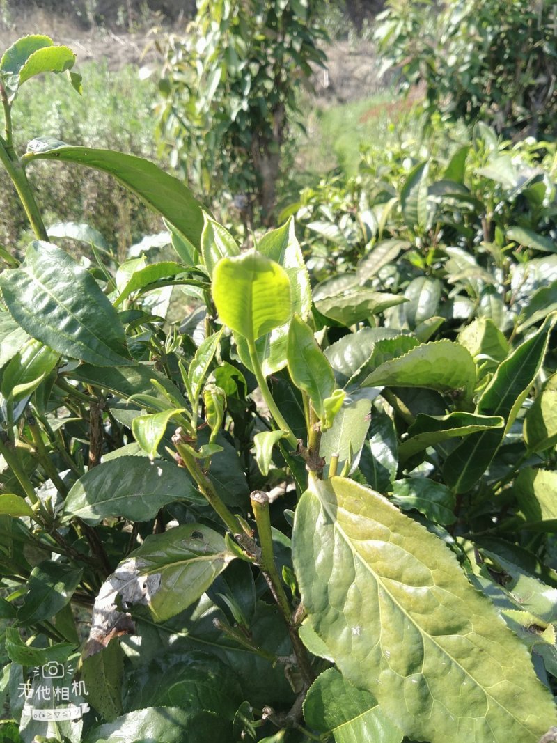 十万火急，因本人急需资金周转现处理一批今年春茶现有700