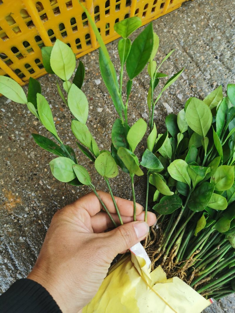 酸柚实生苗，酸柚占木，可以嫁接柠檬，柚子等
