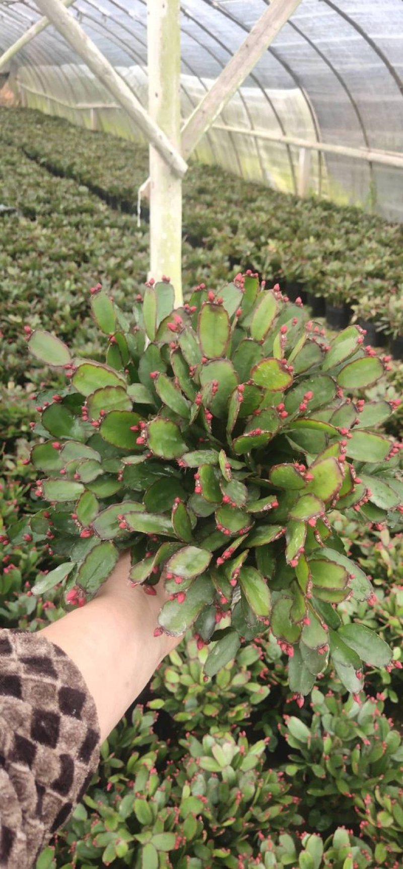 蟹爪兰盆栽花观花盆栽植物