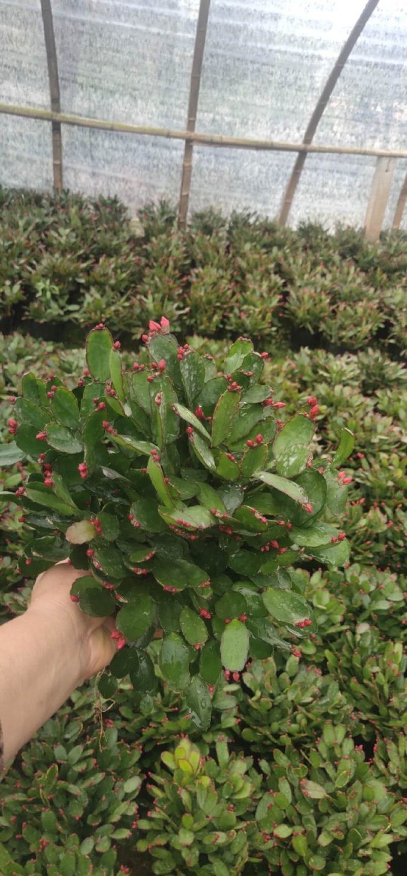 蟹爪兰盆栽花观花盆栽植物