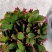 蟹爪兰盆栽花观花盆栽植物