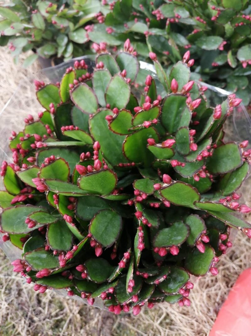 蟹爪兰盆栽花观花盆栽植物