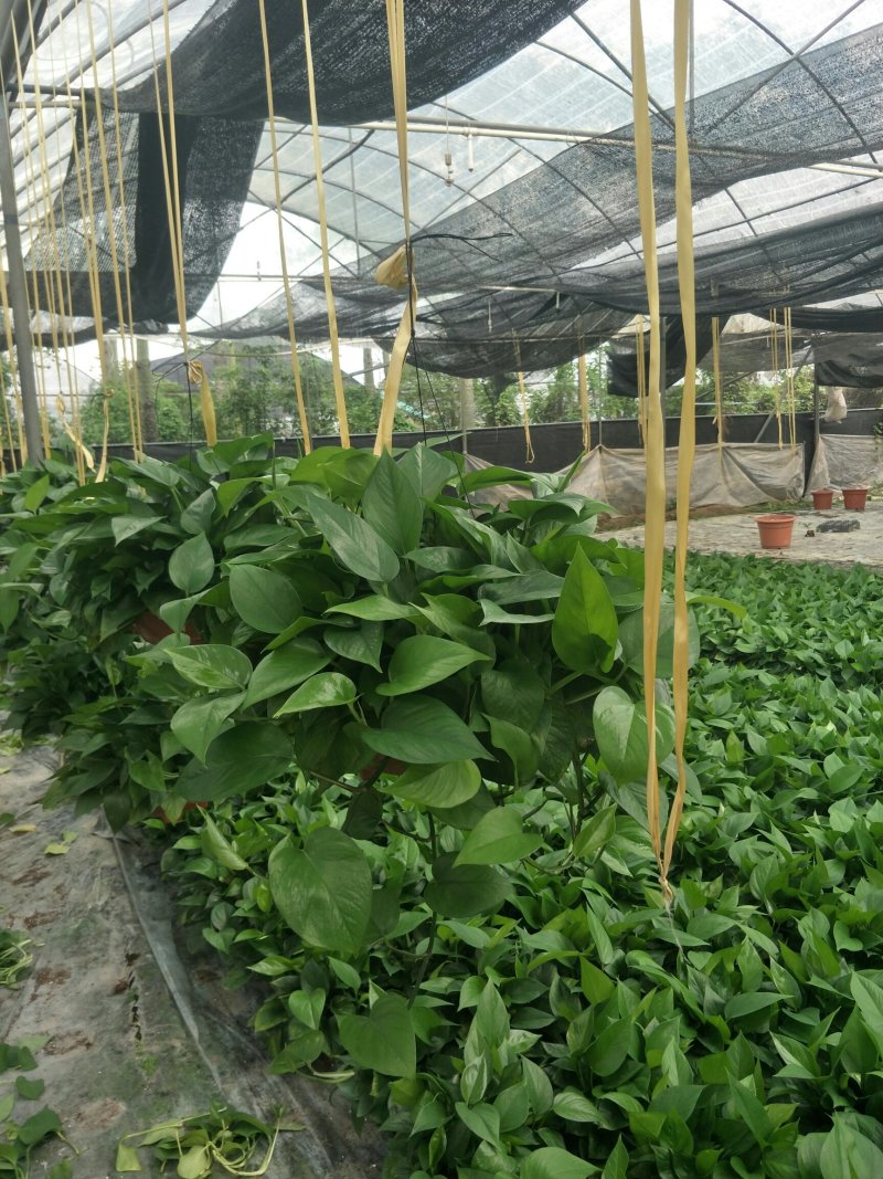 绿萝180八角红盆纯椰糠AA级货叶帽绿叶帽大包邮