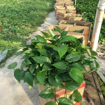 绿萝180八角红盆纯椰糠AA级货叶帽绿叶帽大包邮