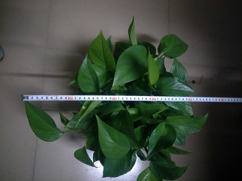 绿萝180#八角红盆和白盆AAA级货叶帽大叶度包邮