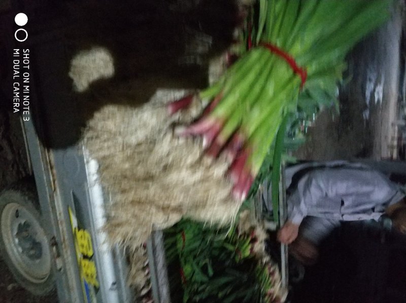 红根蒜苗内黄一点红蒜苗大量上市，质美价优，质量保证