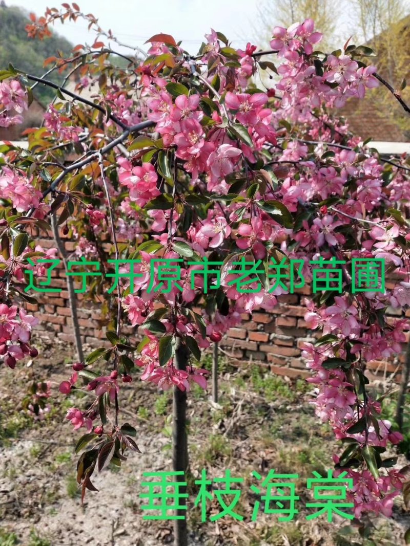 红叶白蜡接穗嫁接种条数量有限白蜡彩叶树种