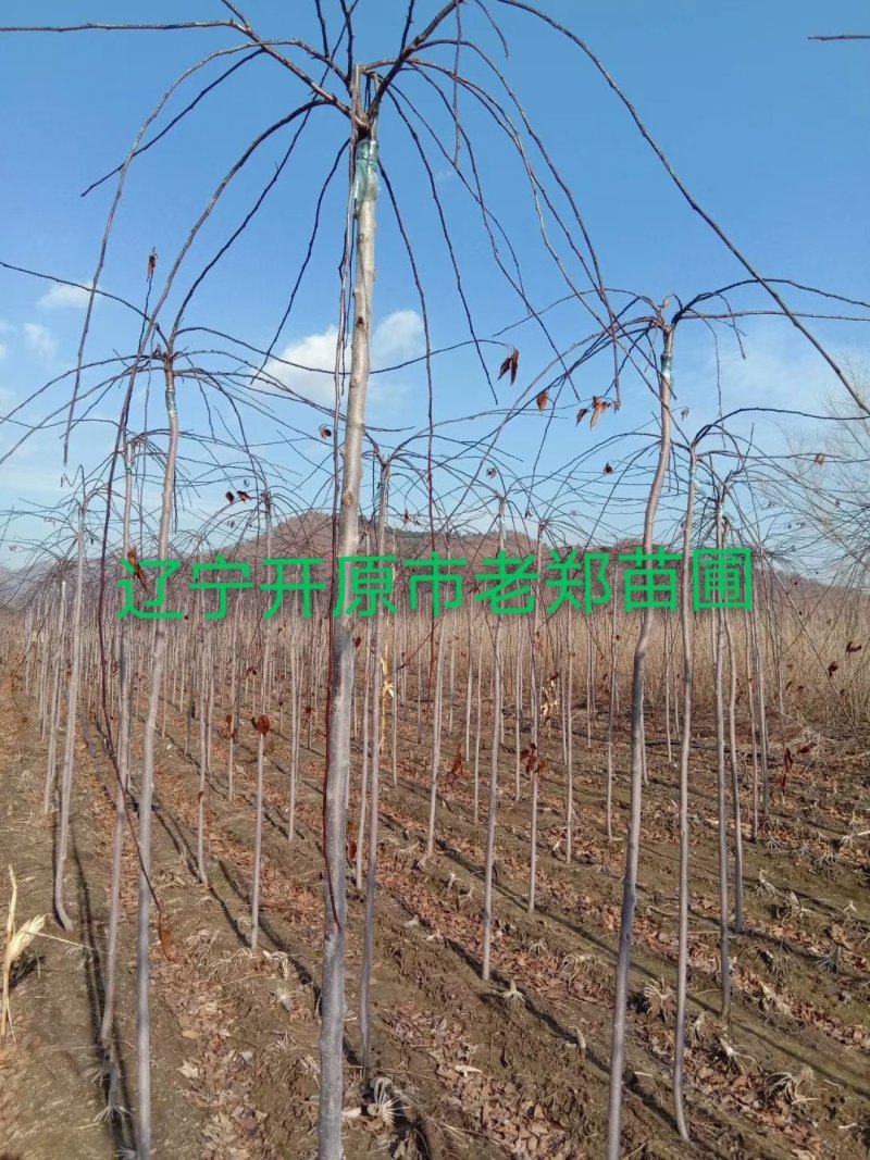 红叶白蜡接穗嫁接种条数量有限白蜡彩叶树种