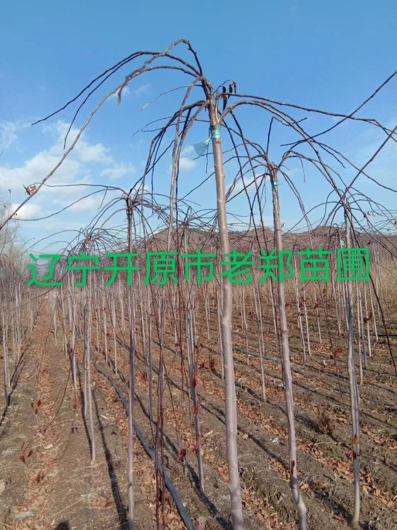 红叶白蜡接穗嫁接种条数量有限白蜡彩叶树种