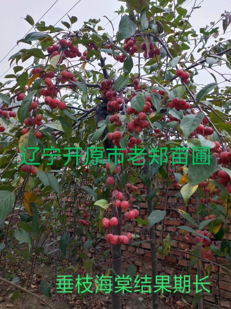 红叶白蜡接穗嫁接种条数量有限白蜡彩叶树种