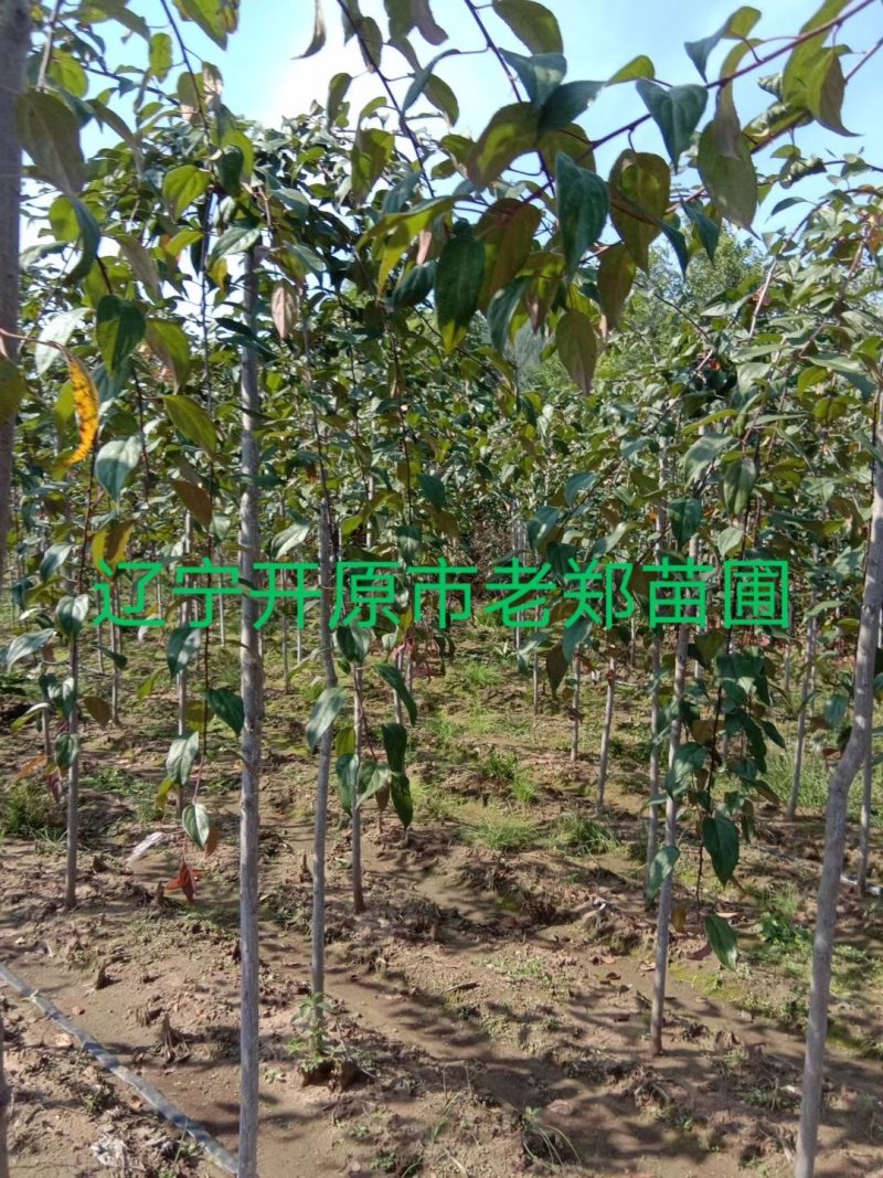 红叶白蜡接穗嫁接种条数量有限白蜡彩叶树种
