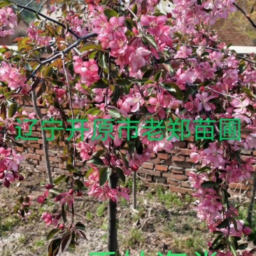 垂枝海棠垂丝海棠接穗种条海棠嫁接品种观花观果树苗