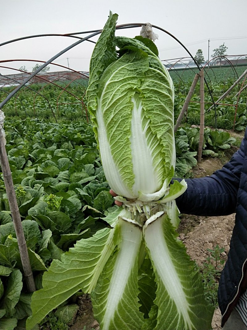 保定清苑玲珑黄