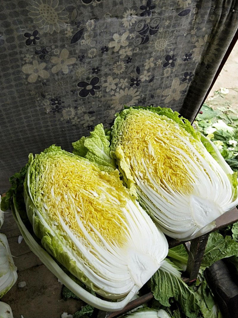 保定清苑玲珑黄