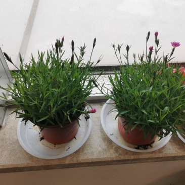 欧石竹