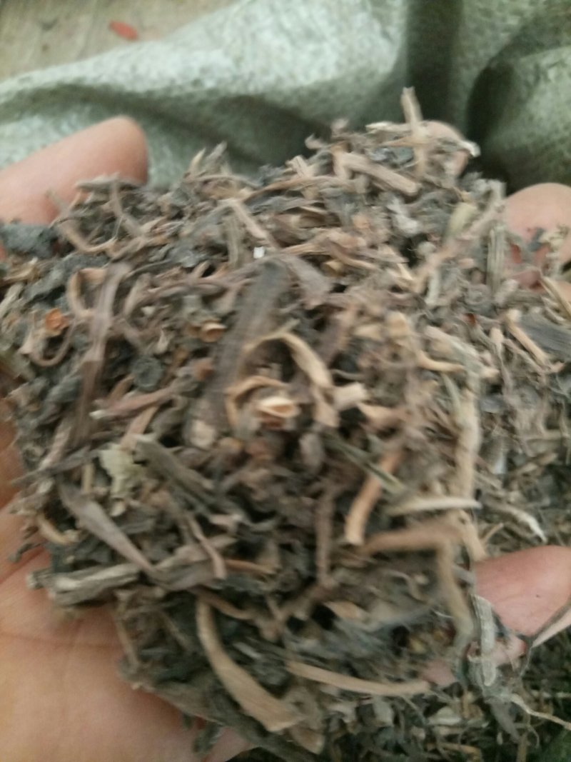 马齿笕马齿苋产地直供支持线上交易各种规格可搭配
