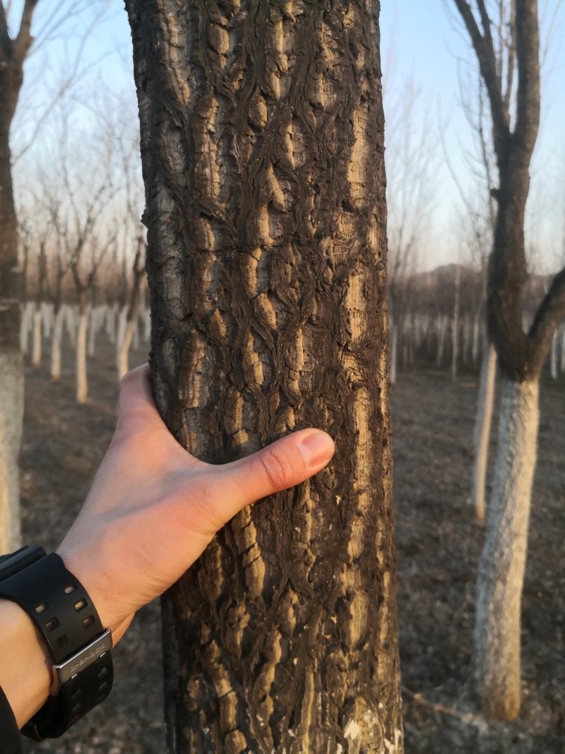 黄柏树苗东北黄菠萝规格全圃地一级树实地看苗